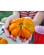 Tomato 'Orange Accordion' AKA 'Golden Accordion'
