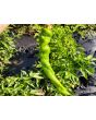 Hot Pepper ‘Hangjiao (HJ8) Total Eclipse Space Chili’ Seeds (Certified Organic)