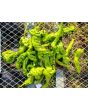 Hot Pepper ‘Hangjiao (HJ8) Total Eclipse Space Chili’ Seeds (Certified Organic)
