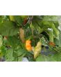 Hot Pepper ‘Black Ghost (Bhut Jolokia x Pimenta de Neyde)' Seeds (Certified Organic)