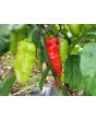 Hot Pepper ‘Black Ghost (Bhut Jolokia x Pimenta de Neyde)' Seeds (Certified Organic)