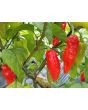 Hot Pepper ‘Black Ghost (Bhut Jolokia x Pimenta de Neyde)' Seeds (Certified Organic)