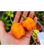 Hot Pepper 'Yellow Carolina Reaper' AKA ‘Reaper Moruga Yellow' Seeds (Certified Organic)