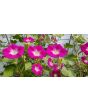 Morning Glory 'Split Personality' Seeds (Certified Organic)