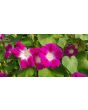 Morning Glory 'Split Personality' Seeds (Certified Organic)