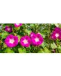 Morning Glory 'Split Personality' Seeds (Certified Organic)