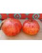 Tomato 'Pink Jazz'