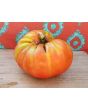 Tomato 'Rufus Carrigan's Mexican Pink'