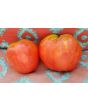 Tomato 'Orlinyi Klyuv' AKA 'Eagle’s Beak' 