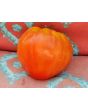 Tomato 'Reif Red Heart' 