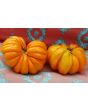 Tomato 'Orange Accordion' AKA 'Golden Accordion' 