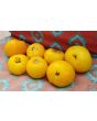 Tomato 'Lillian's Yellow Heirloom'