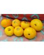 Tomato 'Lillian's Yellow Heirloom'