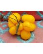 Tomato 'Yellow Reisetomate' 
