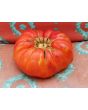 Tomato 'Rufus Carrigan's Mexican Pink'