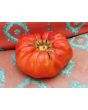 Tomato 'Rufus Carrigan's Mexican Pink'