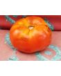 Tomato 'Giant Belgium' Seeds