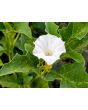 Datura ferox AKA Devil’s Trumpet - Fierce Thorn Apple Seeds (Certified Organic)