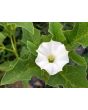 Datura ferox AKA Devil’s Trumpet - Fierce Thorn Apple Seeds (Certified Organic)
