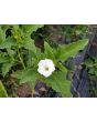 Datura ferox AKA Devil’s Trumpet - Fierce Thorn Apple Seeds (Certified Organic)