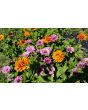 Zinnia 'Fruit Smoothie Mix' Seeds (Certified Organic)