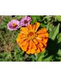 Zinnia 'Fruit Smoothie Mix' Seeds (Certified Organic)