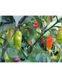 Hot Pepper ‘Black Ghost (Bhut Jolokia x Pimenta de Neyde)' Seeds (Certified Organic)