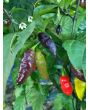 Hot Pepper ‘Black Ghost (Bhut Jolokia x Pimenta de Neyde)' Seeds (Certified Organic)