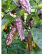 Hot Pepper ‘Black Ghost (Bhut Jolokia x Pimenta de Neyde)' Seeds (Certified Organic)