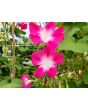 Morning Glory 'Split Personality' Seeds (Certified Organic)