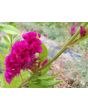Cockscomb, Pink and White Mix Seeds (Certified Organic)