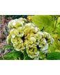 Cockscomb, Pink and White Mix Seeds (Certified Organic)