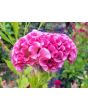 Cockscomb, Pink and White Mix Seeds (Certified Organic)