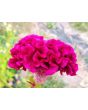 Cockscomb, Pink and White Mix Seeds (Certified Organic)