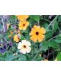 Black-Eyed Susan Vine Mix Seeds (Certified Organic)