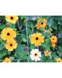 Black-Eyed Susan Vine Mix Seeds (Certified Organic)