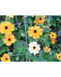 Black-Eyed Susan Vine Mix Seeds (Certified Organic)