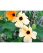 Black-Eyed Susan Vine Mix Seeds (Certified Organic)