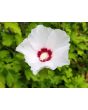 White/Red Rose of Sharon Seeds (Certified Organic)