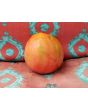 Tomato 'Monkey Ass'