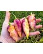 Hot Pepper ‘7 Pot Bubblegum (BBG7) Dream' Seeds (Certified Organic)