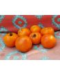 Tomato 'Jaune Flamme'