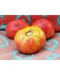 Tomato 'Soldacki'