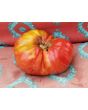 Tomato 'Pink Jazz'