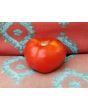 Tomato 'Ace 55'