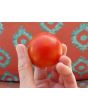 Tomato 'High Carotene'