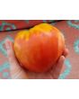 Tomato 'Reif Red Heart' 