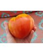 Tomato 'Reif Red Heart' 