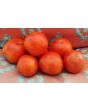 Tomato 'Floradade' Seeds