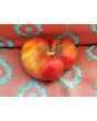 Tomato 'Flathead Monster Pink' Seeds (Certified Organic)